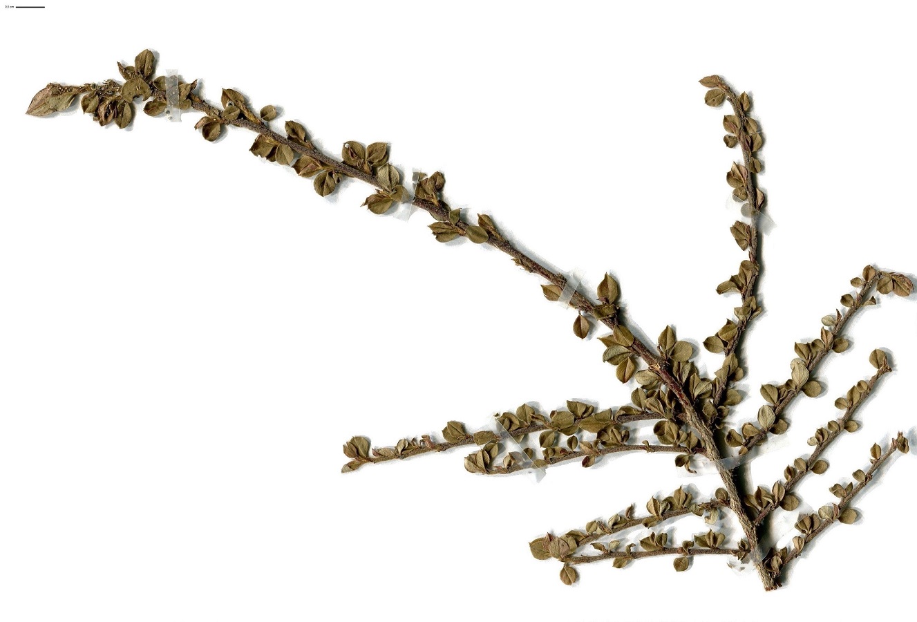Cotoneaster horizontalis (Rosaceae)